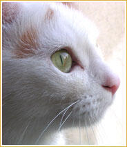 Miju Miju