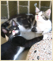 Fragola & Nerina Fragola & Nerina