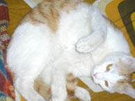 Buffy Buffy