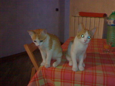 Birba & Simba Birba & Simba