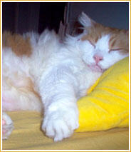 Patuffa Patuffa