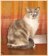 Patuffa Patuffa