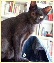 Fumetto Fumetto