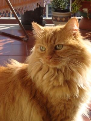 Micia Micia