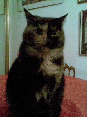 Circe Circe