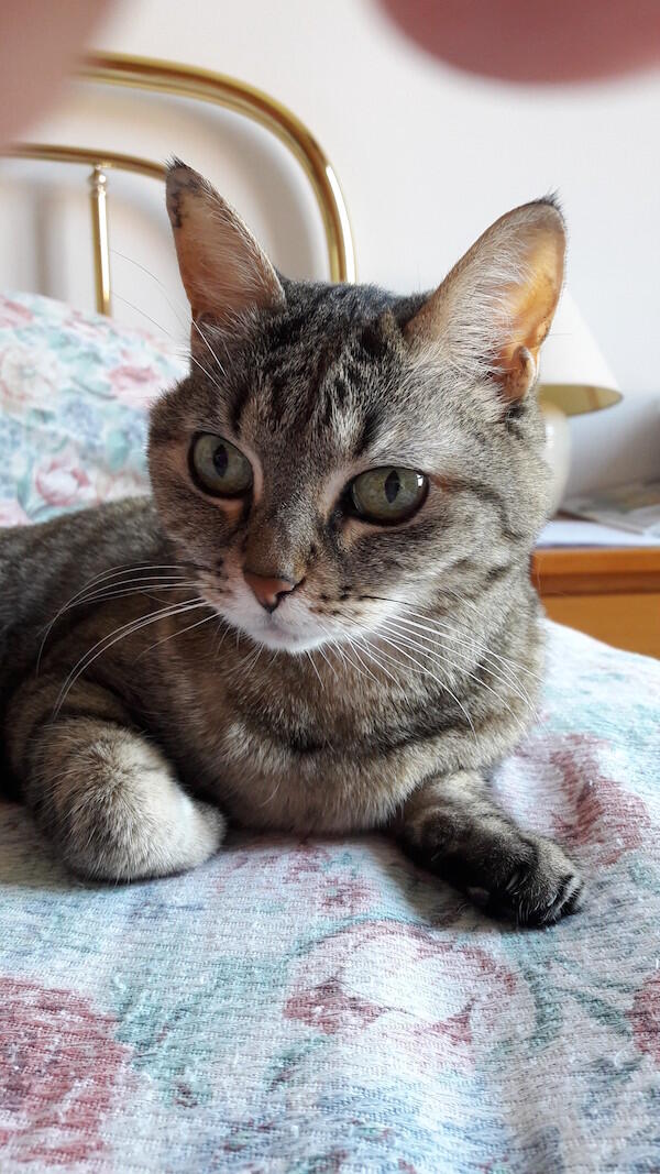 Priscilla Priscilla