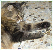 Silvestro Silvestro