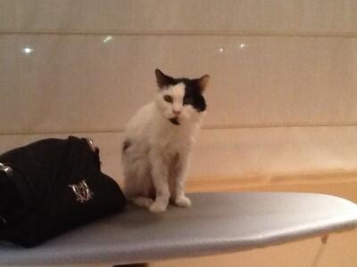Chicco Chicco