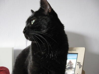 Ombra Ombra