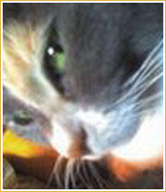 Minou Minou