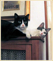 Milù & Holly Milù & Holly