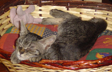 Alice Alice
