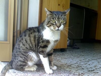 Tigre Tigre