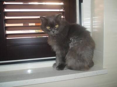 Luna Luna